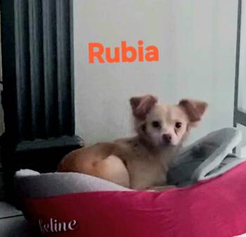 Rubia -  Chihuahua Dog for Adoption in New Port Richey, Florida - Rubia | PetCurious