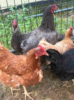 Mixed Breed Dogs Available for Adoption in Columbia, Tennessee - Chicken #5 | PetCurious