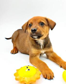 Rottweiler and Catahoula Leopard Dog Dogs Available for Adoption in Morton Grove, Illinois - Pluto | PetCurious