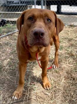 RUDEUS -  Labrador Retriever and Mixed Breed Dog for Adoption in Tulsa, Oklahoma - RUDEUS | PetCurious