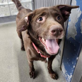 Amelie -  Mixed Breed Dog for Adoption in Pittsburgh, Pennsylvania - Amelie | PetCurious
