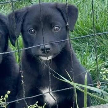 Black Labrador Retriever and Mixed Breed Dogs Available for Adoption - Koch - Artemis II | PetCurious