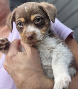TATER -  Terrier Dog for Adoption in Los Angeles, California - TATER | PetCurious
