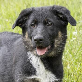 German Shepherd Dog and Australian Shepherd Dogs Available for Adoption in Stroudsburg, Pennsylvania - Archie | PetCurious