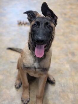 Pablo -  Belgian Shepherd Malinois Dog for Adoption in Bethel, Alaska - Pablo | PetCurious
