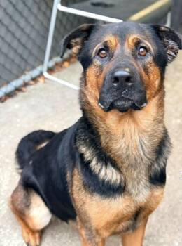 Dalgona -  Rottweiler Dog for Adoption in Chicago, Illinois - Dalgona | PetCurious