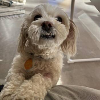 Maltese Dogs Available for Adoption in Marfa, Texas - Disco | PetCurious