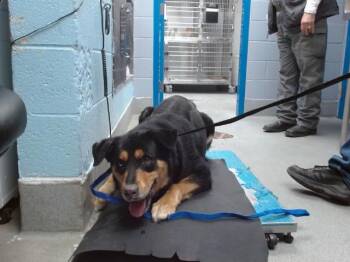 Rottweiler and Mixed Breed Dogs Available for Adoption in Albuquerque, New Mexico - TACO SALAD | PetCurious