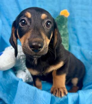 Milk Dud -my mom is a Schnauzer - Dad must have been a Dachshund -  Schnauzer and Dachshund Dog for Adoption in Hondo, Texas - Milk Dud -my Mom Is A Schnauzer - Dad Must Have Been A Dachshund | PetCurious