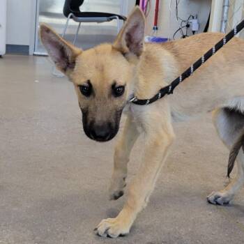 Ducky -  Mixed Breed Dog for Adoption in Las Cruces, New Mexico - Ducky | PetCurious
