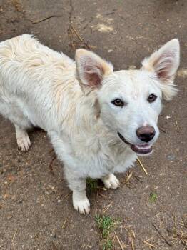 Australian Shepherd and German Shepherd Dog Dogs Available for Adoption in Little Rock, Arkansas - Snow | PetCurious