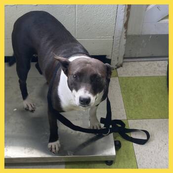Mixed Breed Dogs Available for Adoption in Volcano, Hawaii - Tulip | PetCurious