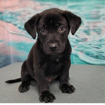 Jett -  Labrador Retriever and Mixed Breed Dog for Adoption in Griswold, Connecticut - Jett | PetCurious