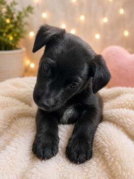 Star Lord -  Australian Cattle Dog Blue Heeler and Mixed Breed Dog for Adoption in Fayetteville, Tennessee - Star Lord | PetCurious