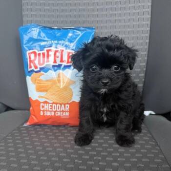 Lilo -  Poodle Dog for Adoption in Chester Springs, Pennsylvania - Lilo | PetCurious