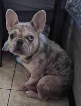 Pua -  French Bulldog Dog for Adoption in Phoenix, Arizona - Pua | PetCurious