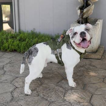 Gunner -  American Bulldog and English Bulldog Dog for Adoption in Lathrop, California - Gunner | PetCurious