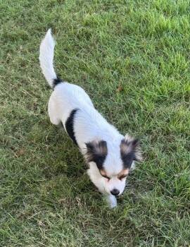 Paula -  Papillon and Chihuahua Dog for Adoption in New Bedford, Massachusetts - Paula | PetCurious