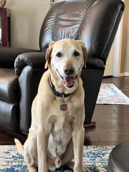 Rescue Labrador Retriever Dogs for Adoption in Shawnee, Oklahoma - Boone | PetCurious