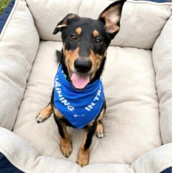 Peter -  Labrador Retriever Dog for Adoption in Houston, Texas - Peter | PetCurious