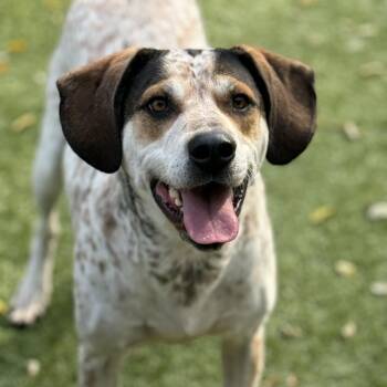 Rescue Coonhound and Mixed Breed Dogs for Adoption in Black River Falls, Wisconsin - Pumba | PetCurious