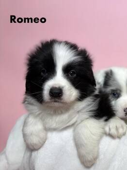 Australian Shepherd Dogs Available for Adoption - Romeo (Available 02/25) | PetCurious