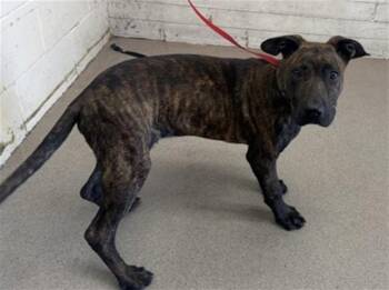 PUPPY -  Pit Bull Terrier and Mixed Breed Dog for Adoption in San Bernardino, California - PUPPY | PetCurious