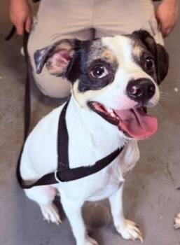 *Normandie* -  Terrier and Chihuahua Dog for Adoption in Salt Lake City, Utah - *Normandie* | PetCurious