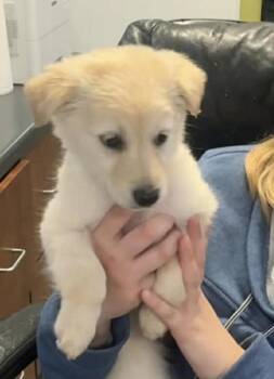 Yellow Labrador Retriever Dogs Available for Adoption - Honeybear | PetCurious