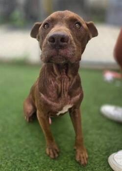 CHICO -  Mixed Breed Dog for Adoption in Columbia, South Carolina - CHICO | PetCurious