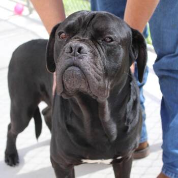 Magnus -  Cane Corso Dog for Adoption in Mcpherson, Kansas - Magnus | PetCurious