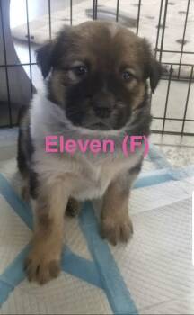 Chow Chow and Great Pyrenees Dogs Available for Adoption - Eleven | PetCurious