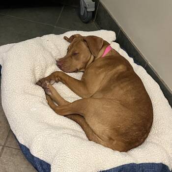 Mixed Breed Dogs Available for Adoption - Missy | PetCurious