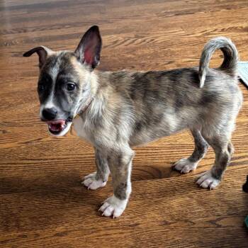 Echo -  Husky and Mixed Breed Dog for Adoption in Avon, Ohio - Echo | PetCurious