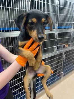 Spyro -  Australian Cattle Dog Blue Heeler Dog for Adoption in Nacogdoches, Texas - Spyro | PetCurious