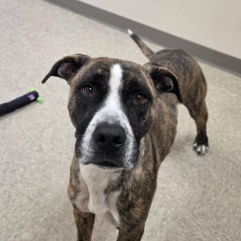 Alabama -  Pit Bull Terrier and Mixed Breed Dog for Adoption in Chatham, Virginia - Alabama | PetCurious