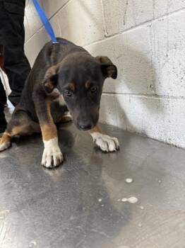 Pit Bull Terrier Dogs Available for Adoption in San Bernardino, California - INGRID | PetCurious