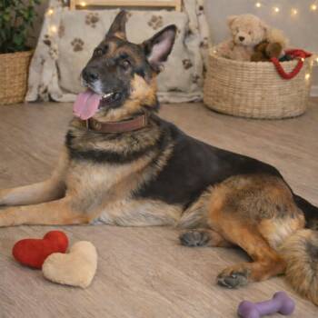 German Shepherd Dog Dogs Available for Adoption - DRACO GS | PetCurious