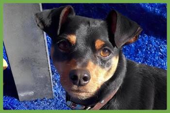 Miniature Pinscher Dogs Available for Adoption in Amherst, Massachusetts - King | PetCurious