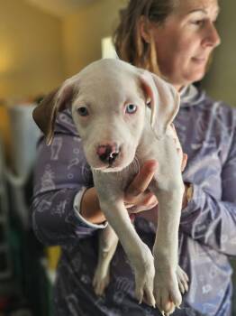 American Staffordshire Terrier Dogs Available for Adoption - Emerald | PetCurious