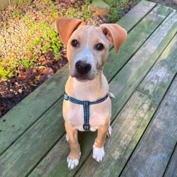 Simon -  Mixed Breed Dog for Adoption in Salem, New Hampshire - Simon | PetCurious