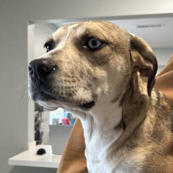 American Staffordshire Terrier Dogs Available for Adoption - Tenille | PetCurious