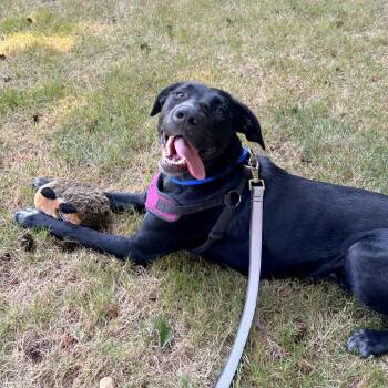 Mila -  Black Labrador Retriever and Mixed Breed Dog for Adoption in Woodinville, Washington - Mila | PetCurious
