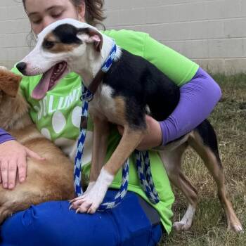 Triscuit -  Mixed Breed Dog for Adoption in Pine Bluff, Arkansas - Triscuit | PetCurious