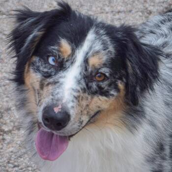 Australian Shepherd Dogs Available for Adoption in Huntley, Illinois - Momo | PetCurious