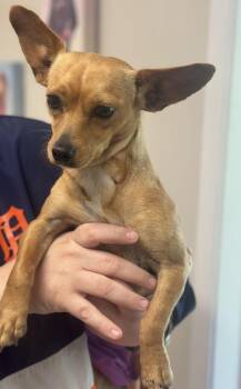Susie -  Chihuahua Dog for Adoption in Covington, Tennessee - Susie | PetCurious