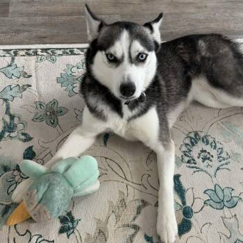 Mixed Breed Dogs Available for Adoption - Luna - In Foster Home | PetCurious