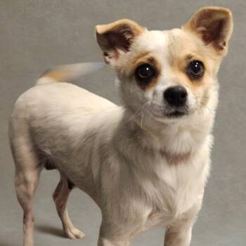 Buttercup -  Chihuahua and Mixed Breed Dog for Adoption in Barron, Wisconsin - Buttercup | PetCurious