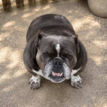 Georgia -  English Bulldog Dog for Adoption in Northbrook, Illinois - Georgia | PetCurious