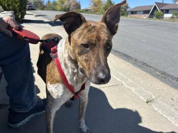 Basenji and Whippet Dogs Available for Adoption in Sparks, Nevada - Colin | PetCurious